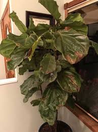 Read more about the article Fiddle leaf survives without sunlight? Here is What You Need Know