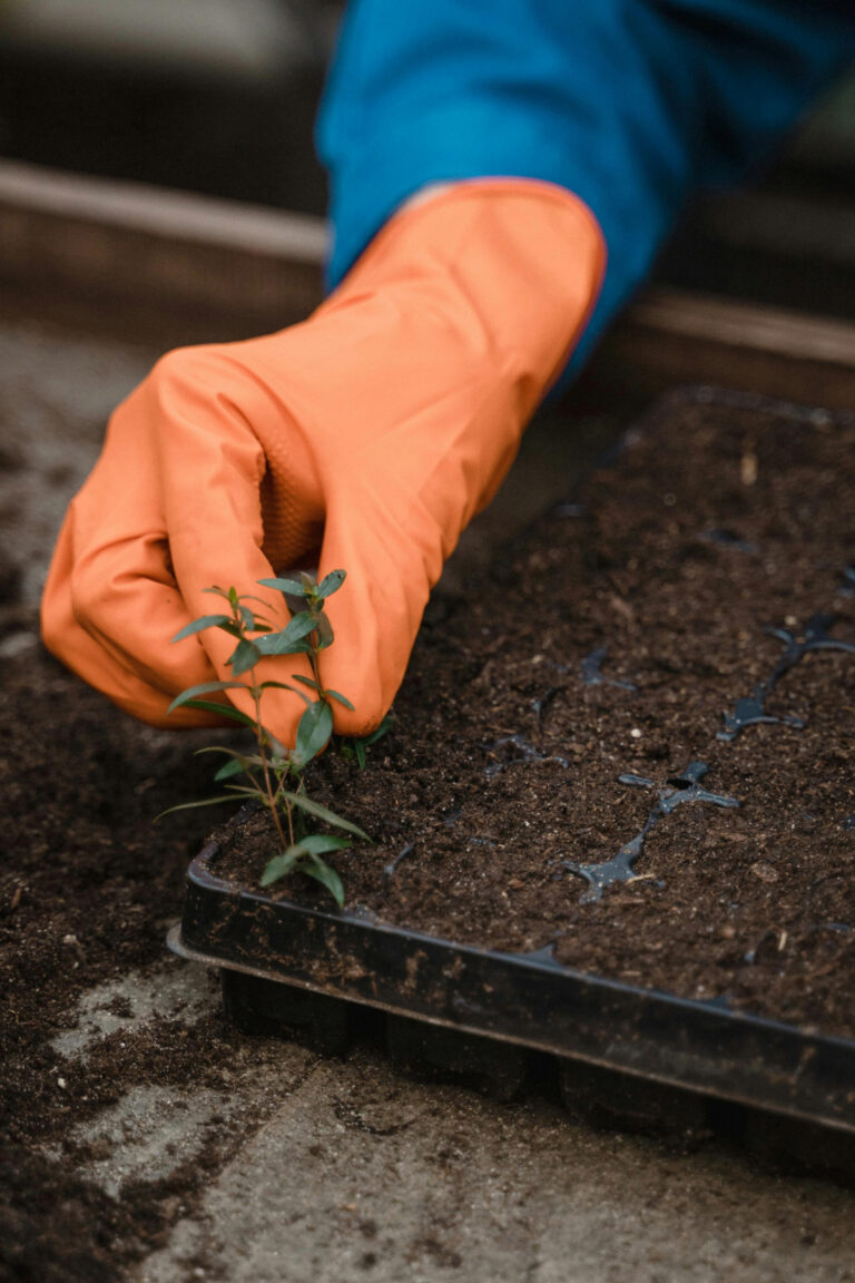 Read more about the article What Is the Biggest Mistake First-Time Gardeners Make?