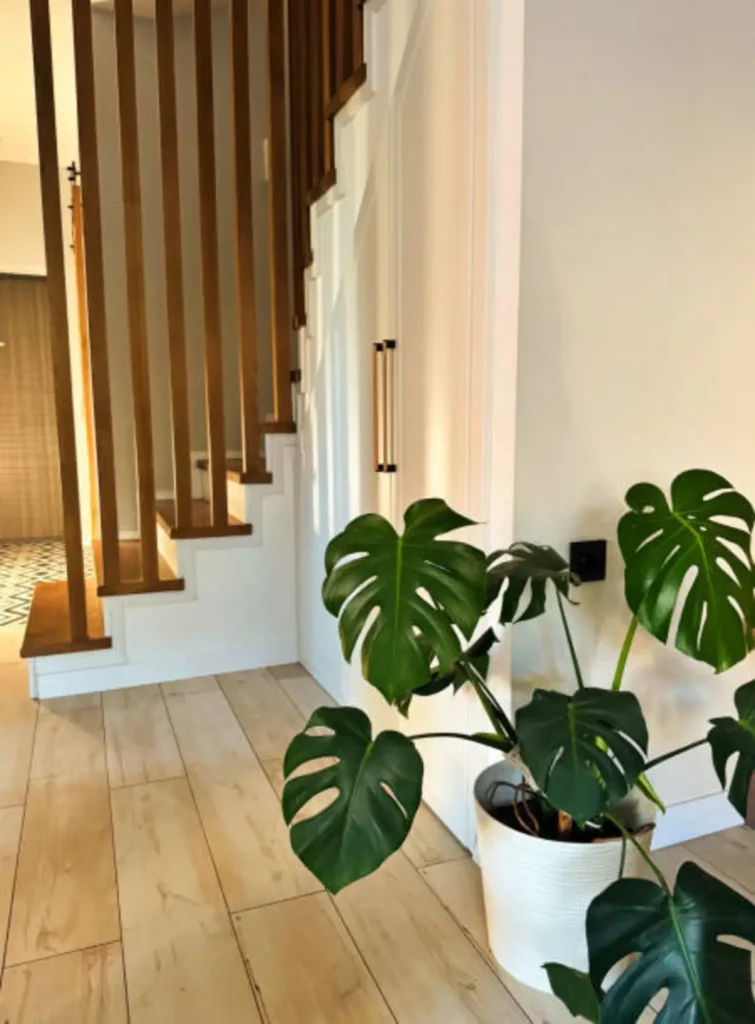 Indoor fiddle fig — a fiddle leaf fig tree by a bright window