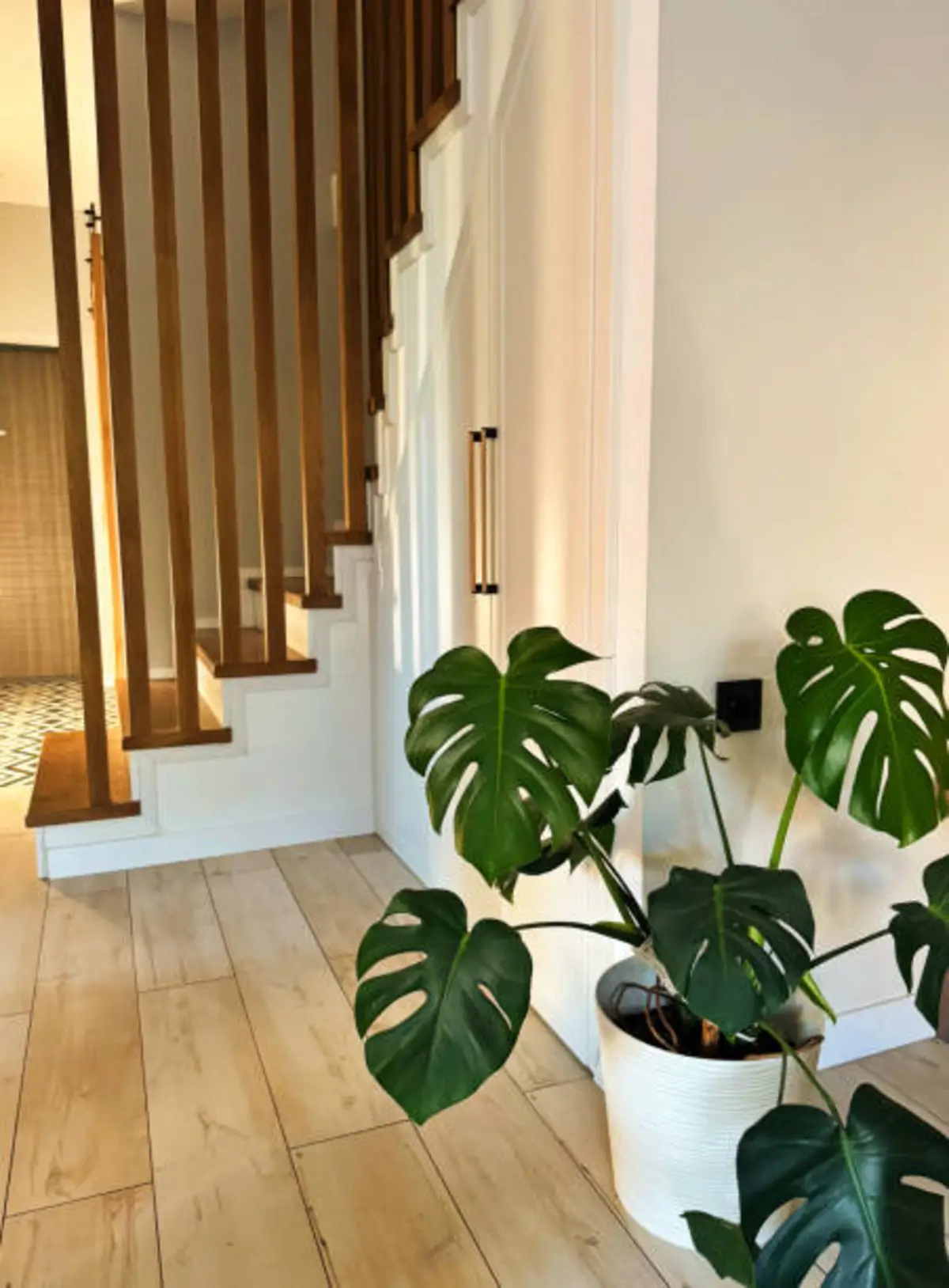 You are currently viewing Is Fiddle Leaf Fig indoor or outdoor?