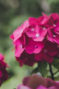 Read more about the article Guide to Hydrangeas How to Grow Hydrangeas! FAQ