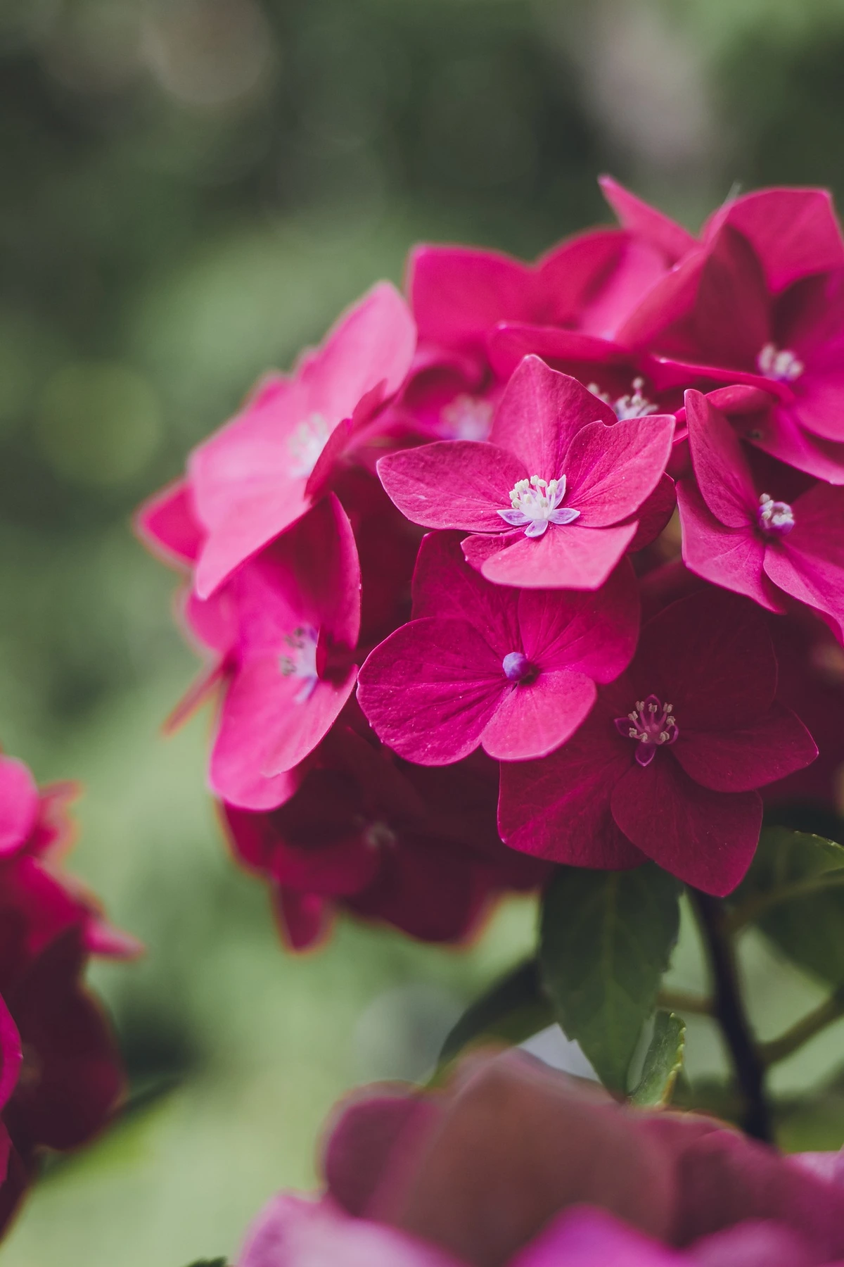 You are currently viewing Guide to Hydrangeas How to Grow Hydrangeas! FAQ