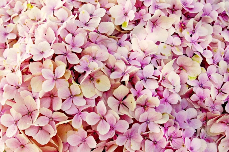 Read more about the article Hydrangeas Associated with Myths