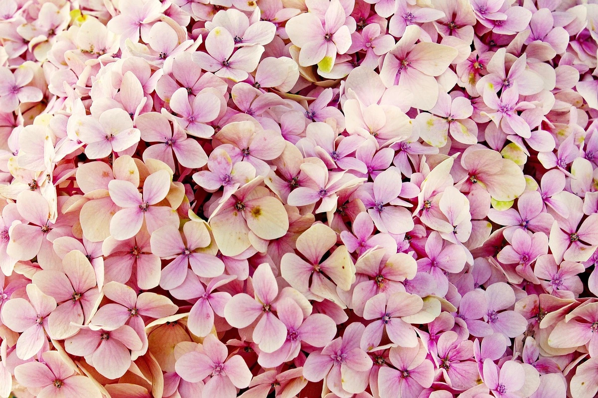 You are currently viewing Hydrangeas Associated with Myths