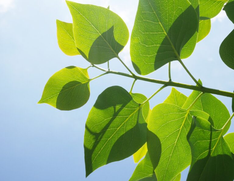 Read more about the article Do Fiddle Figs Like Sun?