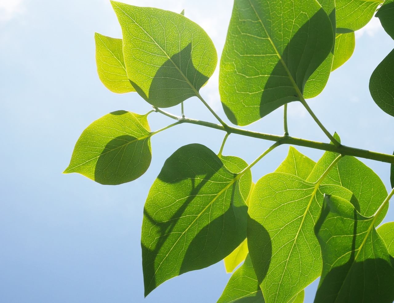 You are currently viewing Do Fiddle Figs Like Sun?