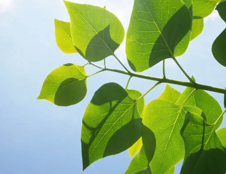 Read more about the article Do Fiddle Figs Like Sun?