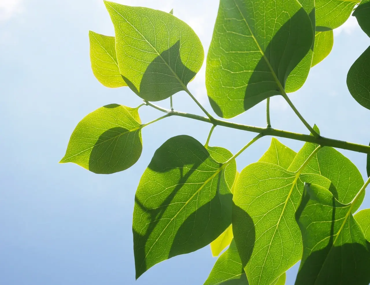 You are currently viewing Do Fiddle Figs Like Sun?