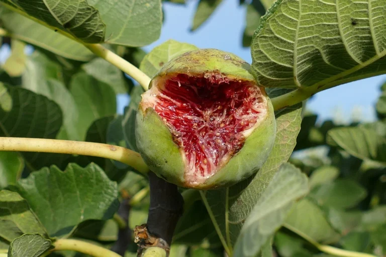 Read more about the article Is a Fiddle Leaf Fig High Maintenance?