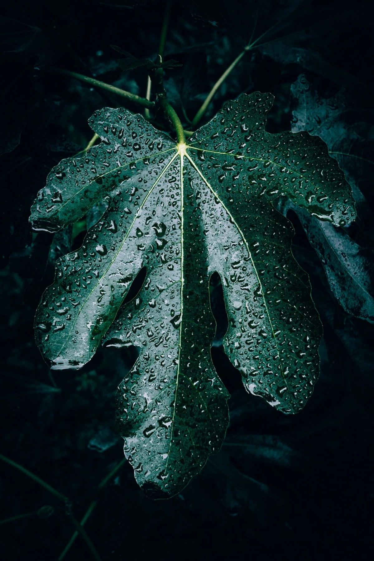 You are currently viewing How Often Do You Water a Fiddle Leaf Ficus?