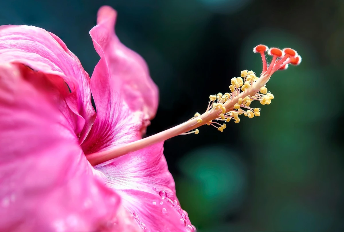 You are currently viewing What Is So Great About Hibiscus?