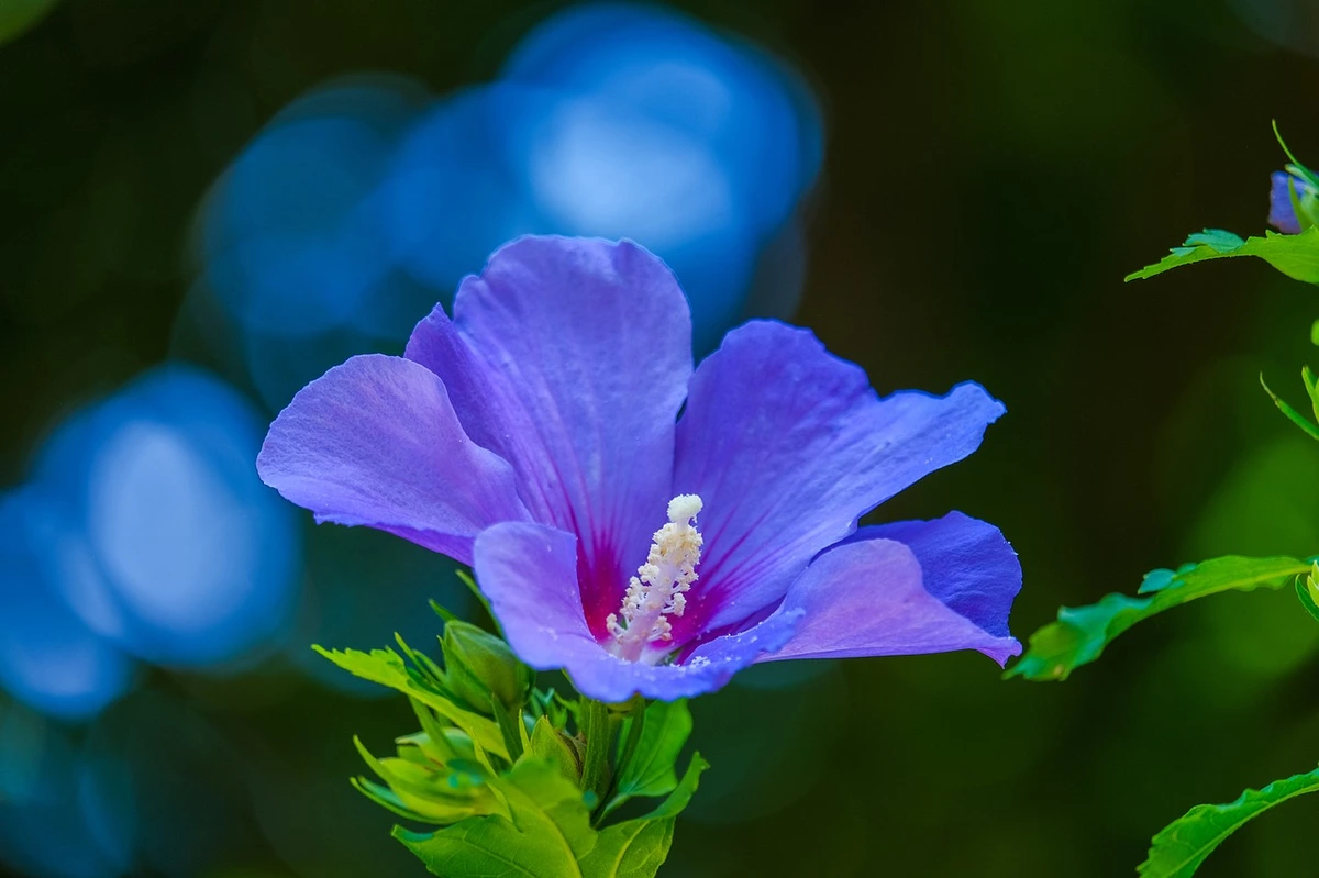 You are currently viewing Hibiscus: An Amazing Bloomer That’s More Than a Pretty Face