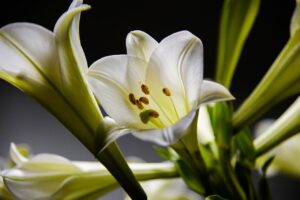 Read more about the article Peace Lily — The Perfect Plant for Every Home