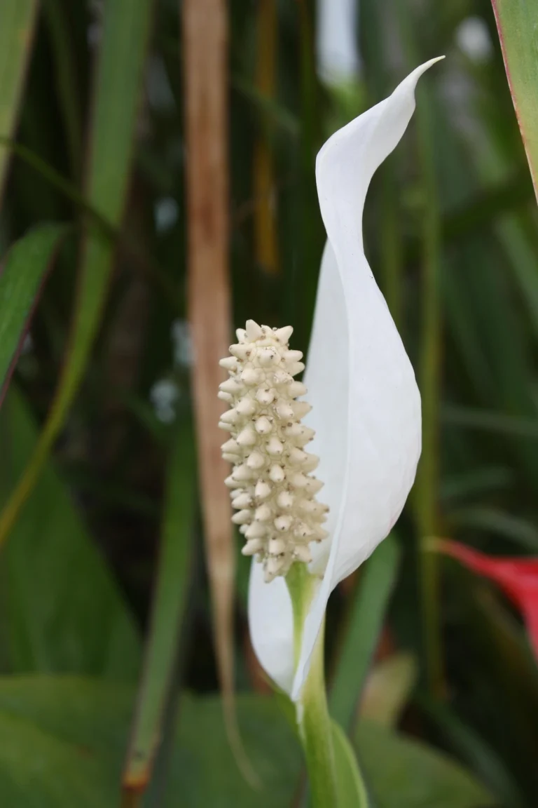 Read more about the article Care of peace lily