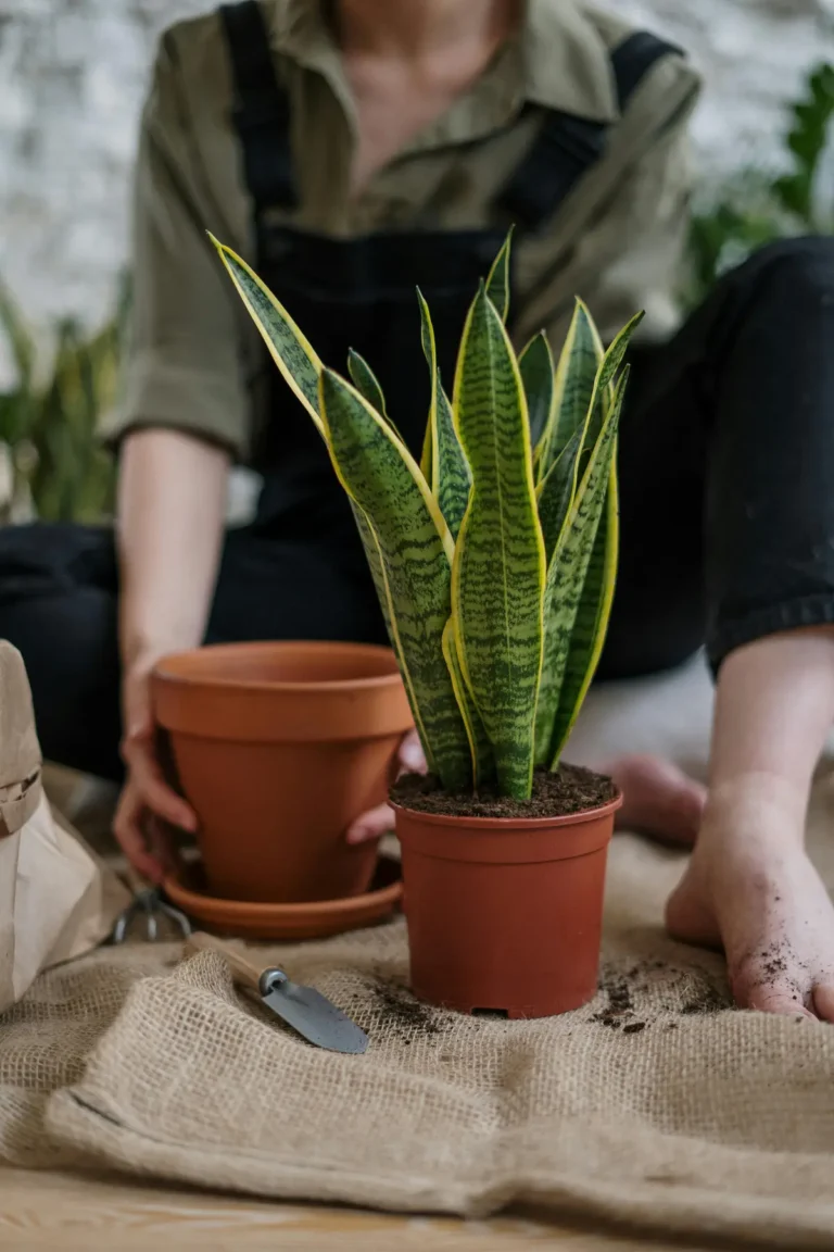 Read more about the article The Truth About Sansevieria: Not A Succulent!
