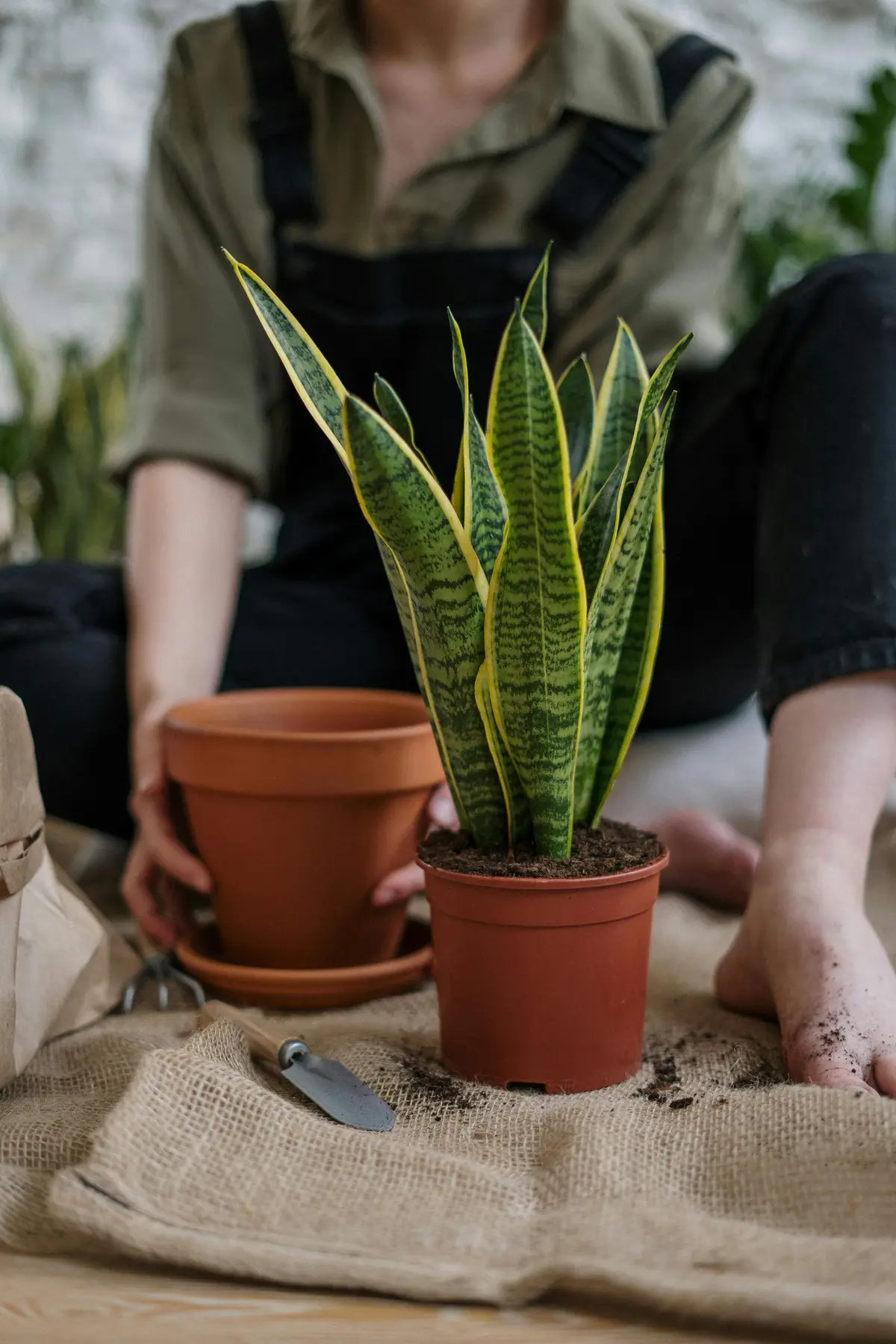 You are currently viewing The Truth About Sansevieria: Not A Succulent!