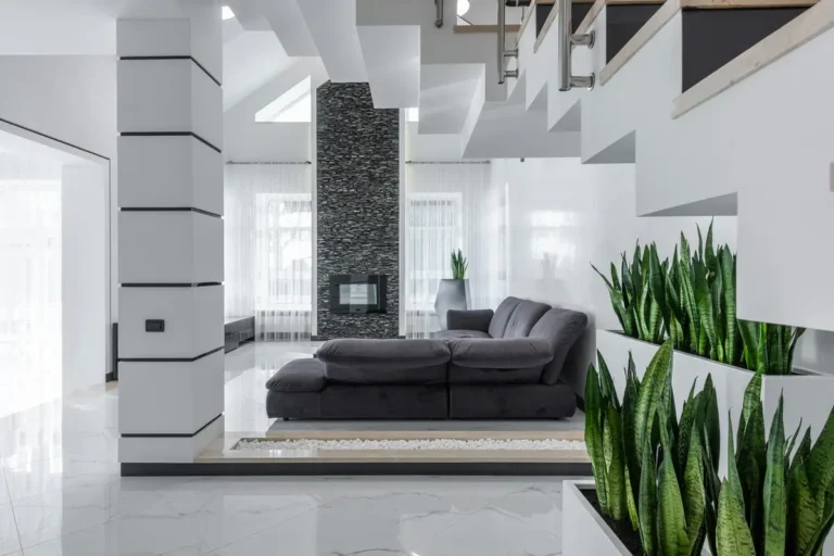 Read more about the article  Is Sansevieria Good for Your Home?