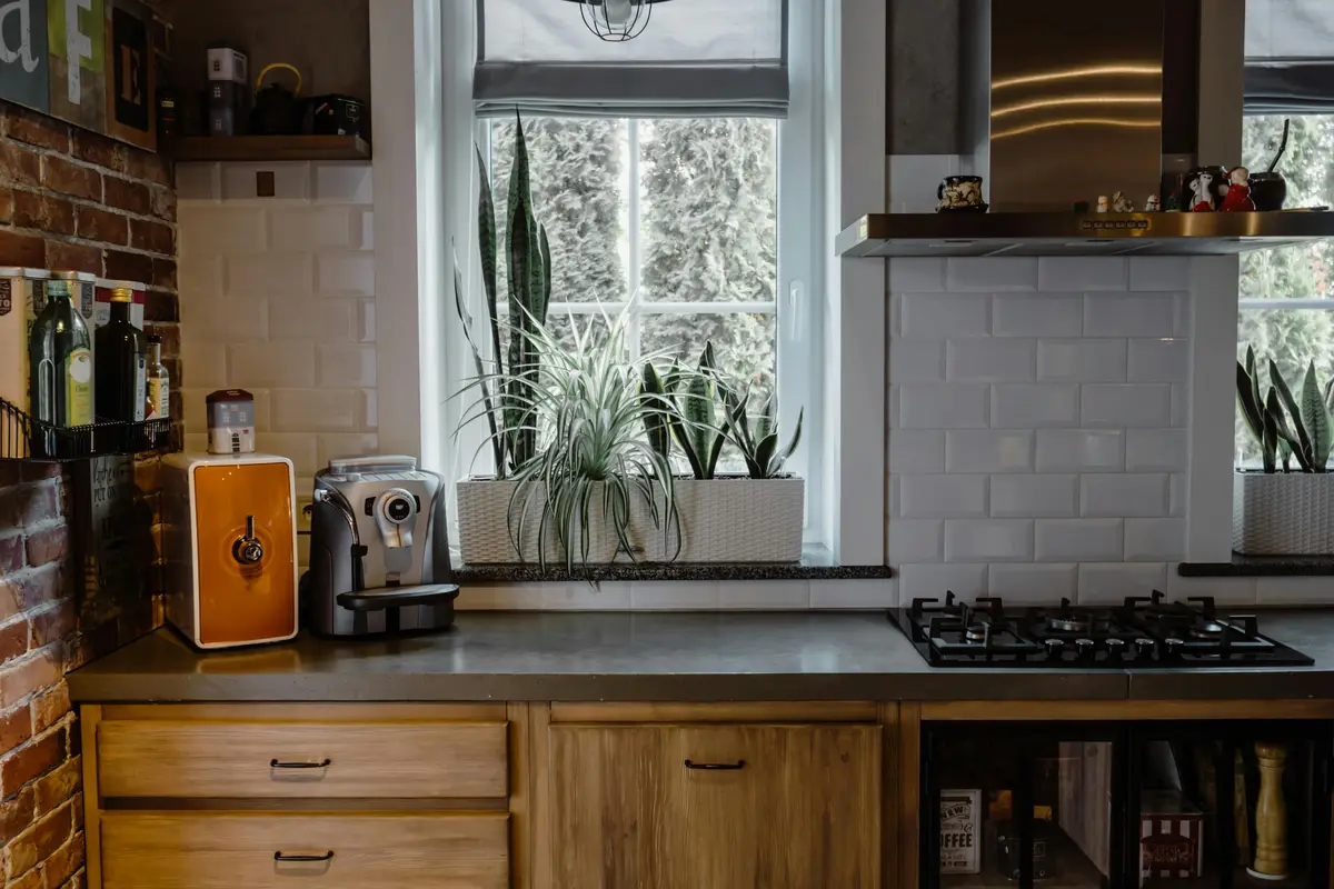 You are currently viewing Does Sansevieria Purify Air?