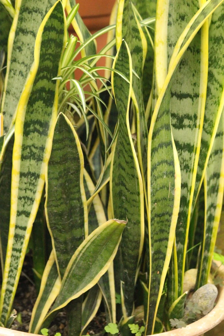 Read more about the article What Is Sansevieria?