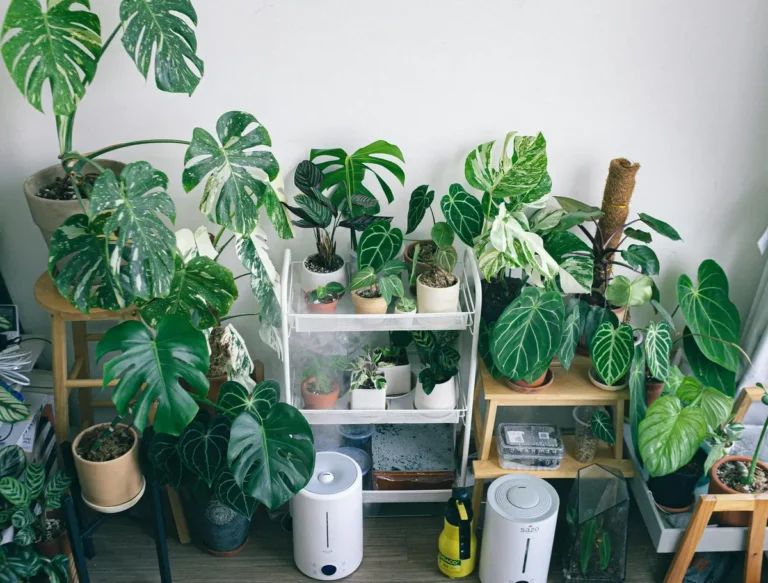 Read more about the article Which humidifier should you buy for your space?